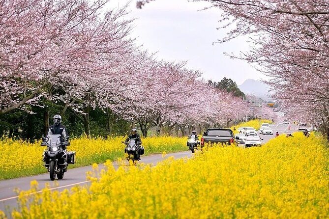 2025 Cherry Blossom East Day Tour in Jeju with UNESCO - East Jeju cherry blossoms and UNESCO in one long day