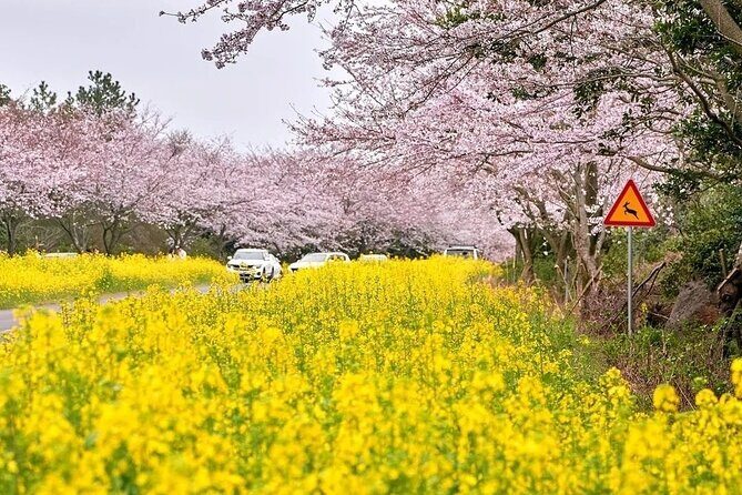 2025 Cherry Blossom East Day Tour in Jeju with UNESCO - Stop 4: Ilchul Land and Micheon Cave (paid entry)