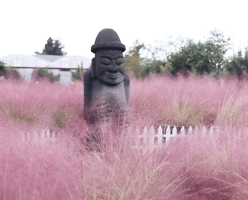 2025 Jeju Autumn Tour with Pink Muhly Festival - Key reasons this Pink Muhly day is worth your time