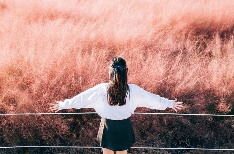 2025 Jeju Autumn Tour with Pink Muhly Festival - Door-to-door transport keeps the day easy