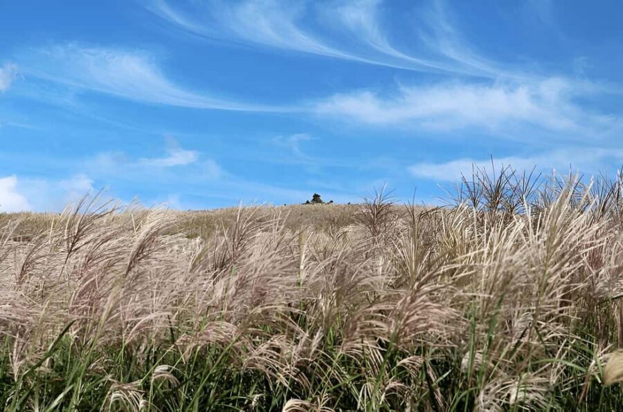 2025 Jeju Autumn Tour with Pink Muhly Festival - Cheonwangsa Temple: fall color on Hallasan’s slopes