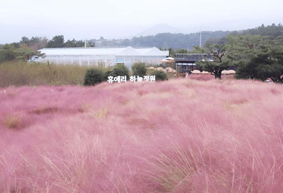 2025 Jeju Autumn Tour with Pink Muhly Festival - Sangumburi Crater: silver grass views you can’t fake