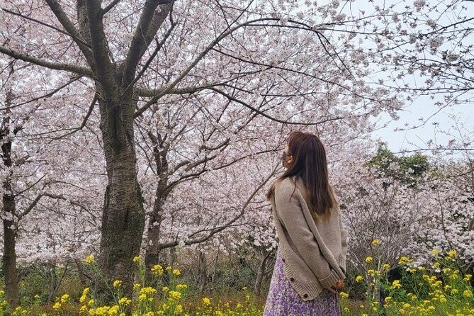 2025 JEJU Cherry Blossom West&South Full Day Tour with UNESCO - Key points to know before you go