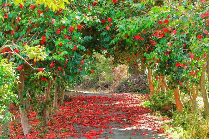 2025 JEJU Cherry Blossom West&South Full Day Tour with UNESCO - King cherry blossoms on Jeju: what makes this day tour special