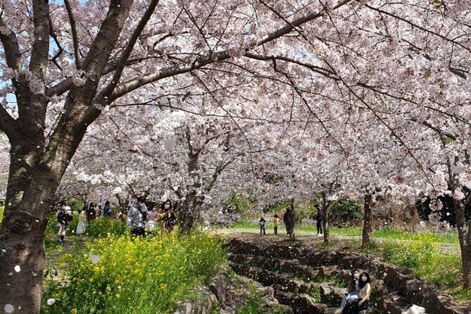 2025 JEJU Cherry Blossom West&South Full Day Tour with UNESCO - Stop 1: Eoseungsaengak and the Mount Hallasan UNESCO trek