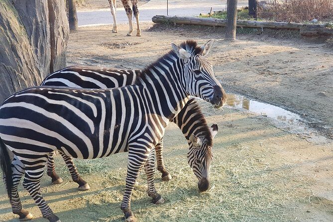Admission to Everland Theme Park with Transport from Seoul - Zoo-Topia: The Best Use of a Family-Friendly Day