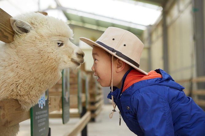 Alpaca World, Railbike and Vivaldi Park Experiences from Seoul - Stop 1: Alpaca World and why the animal time is the main event
