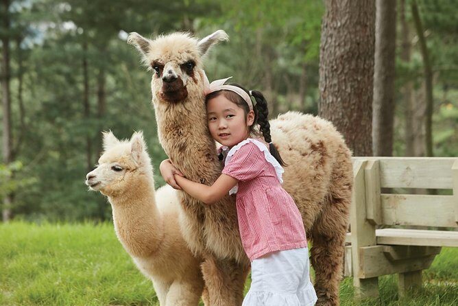 Alpaca World, Railbike and Vivaldi Park Experiences from Seoul - Best season and how weather can change your day