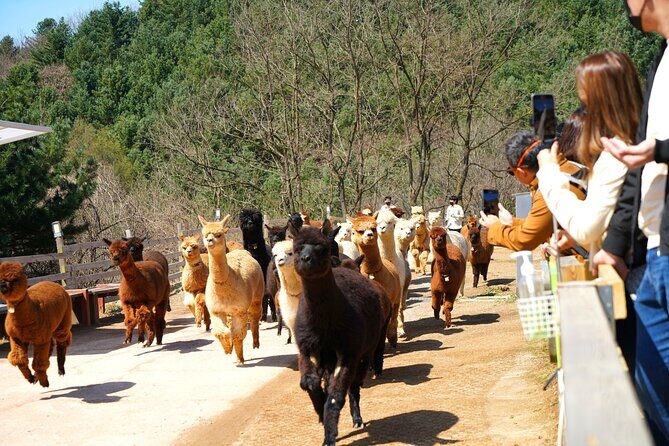 Alpaca World, Railbike and Vivaldi Park Experiences from Seoul - Stop 2: Gangchon Rail Park rail bikes on a former train route