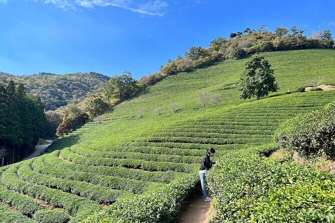 Boseong Tour : Green Tea Field, Mountain & Lake Trail (Private) - Daehan Dawon green tea fields: rolling hills, an observatory walk, and ice cream