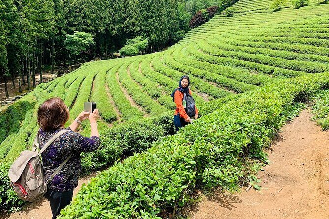 Boseong Tour : Green Tea Field, Mountain & Lake Trail (Private) - Price and value: what $190 buys you (and what it doesn’t)