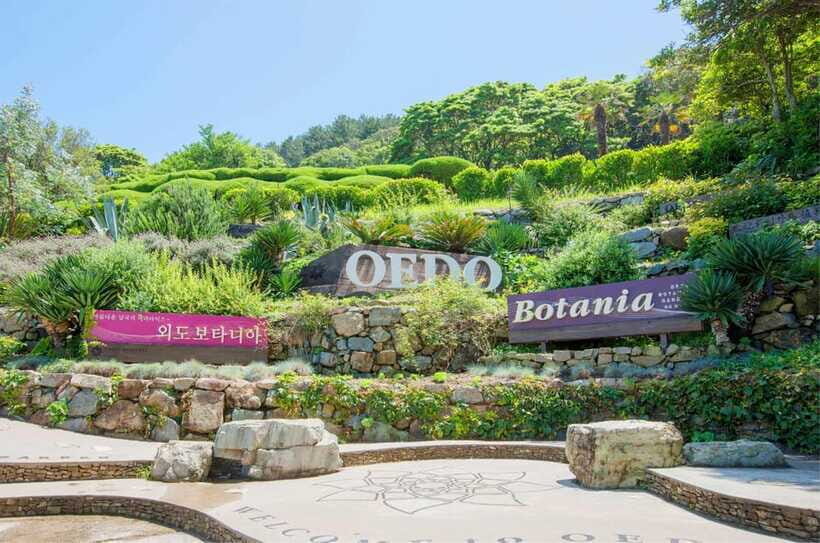 Busan: A1.Hidden Gem Geoje & Oedo Botania Island& Cable car - Oedo Botania: 2 hours on the garden island (guided + free time)