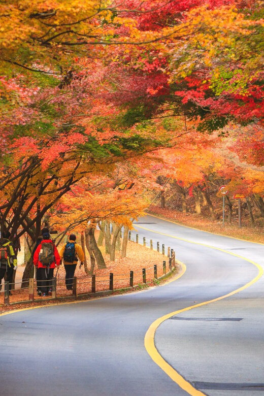 Busan: Naejangsan National Park Autumn Foliage One Day Tour - Key things I’d plan around in this Naejangsan day trip