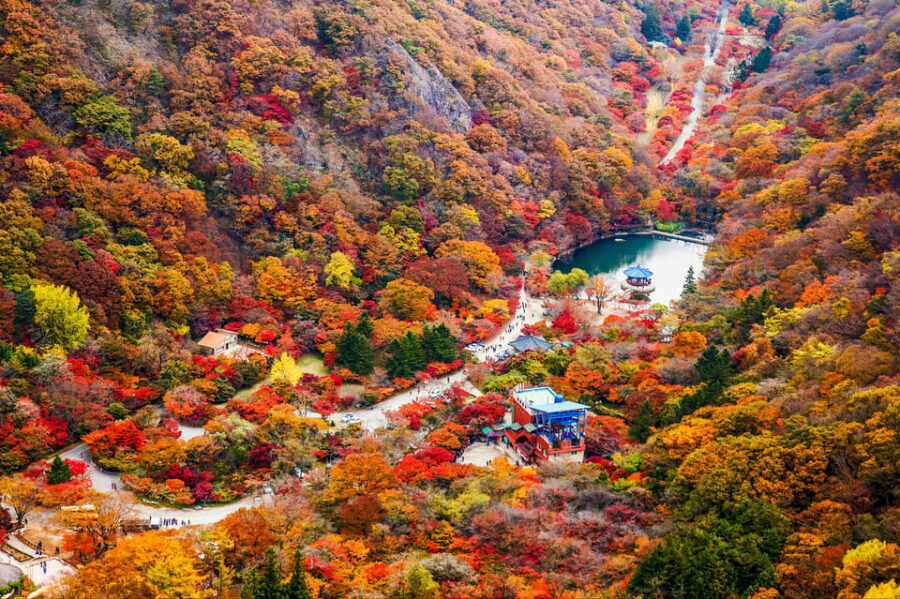 Busan: Naejangsan National Park Autumn Foliage One Day Tour - Why this one-day Naejangsan tour works in autumn