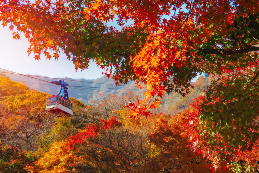 Busan: Naejangsan National Park Autumn Foliage One Day Tour - Naejangsa Temple among the leaves