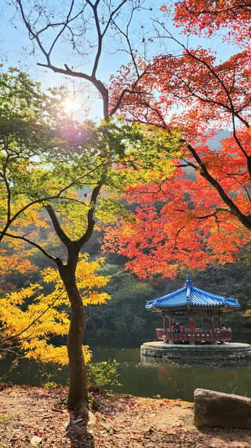 Busan: Naejangsan National Park Autumn Foliage One Day Tour - The walking paths and panoramic viewpoints