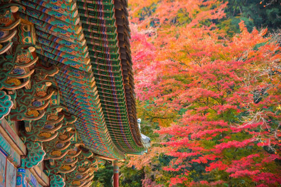 Busan: Naejangsan National Park Autumn Foliage One Day Tour - Lunch break: eat nearby, stay in your rhythm