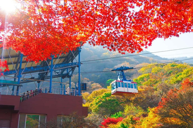 Busan: Naejangsan National Park Autumn Foliage One Day Tour - Price and value: is $46 a good deal for Naejangsan?