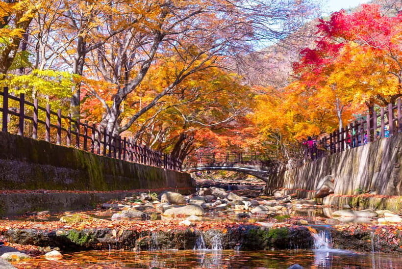 Busan: Naejangsan National Park Autumn Foliage One Day Tour - Guide quality: why Kang stood out