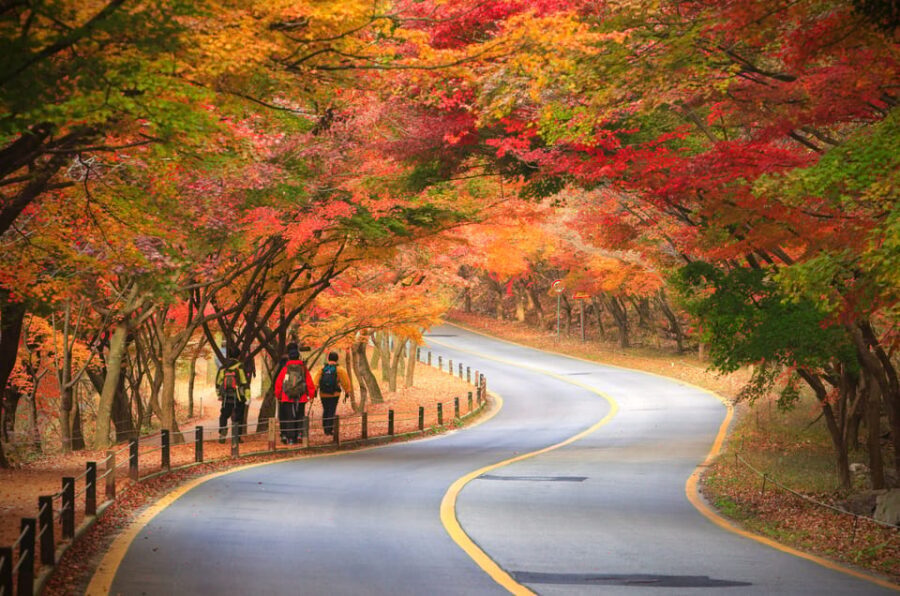 Busan: Naejangsan National Park Autumn Foliage One Day Tour - The morning transfer from Busan: what timing means for your views