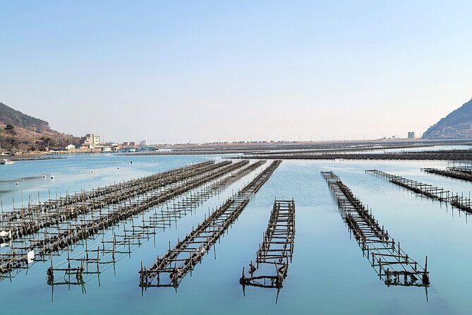 Busan Seafood Tour : Oyster village Tour with Oyster cuisines - Price and value: is $180 a good deal for 4 hours?