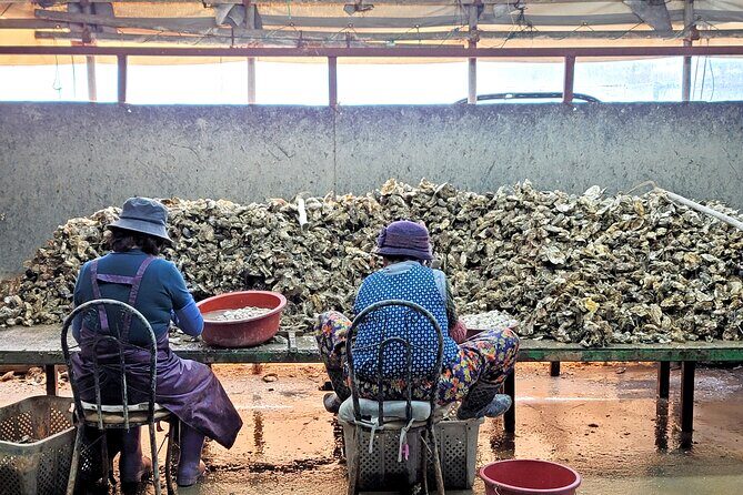 Busan Seafood Tour : Oyster village Tour with Oyster cuisines - Timing and winter reality: November to February planning
