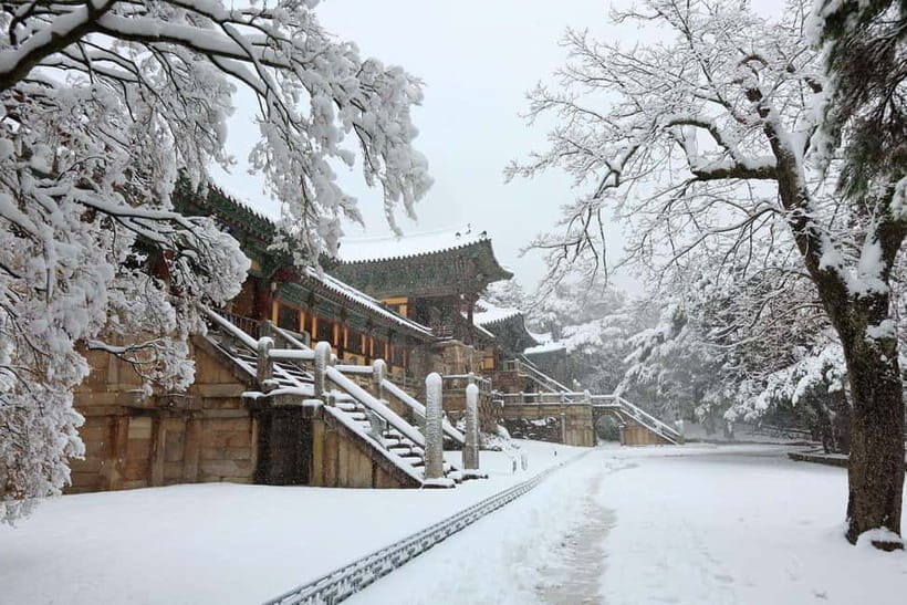 Busan: Winter Healing Park and (Gyeongju/Daegu) One Day Tour - Who This Busan-to-Gyeongju/Daegu Winter Day Tour Fits Best