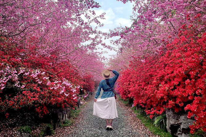 Chasing Cherry Blossom & Spring Flowers Day Tour from Seoul - What Those Photo Stops Are Really Like on the Ground