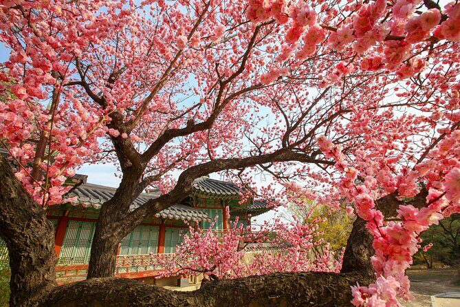 Chasing Cherry Blossom & Spring Flowers Day Tour from Seoul - The Real-Time Timing: 11 to 12 Hours Means Plan Like a Pro