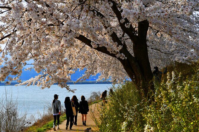 Chasing Cherry Blossom & Spring Flowers Day Tour from Seoul - Value Check: Is $64.47 Worth It?