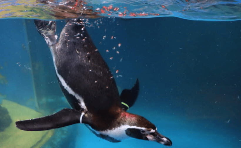 Coex Aquarium Entry Ticket - Key highlights worth your attention