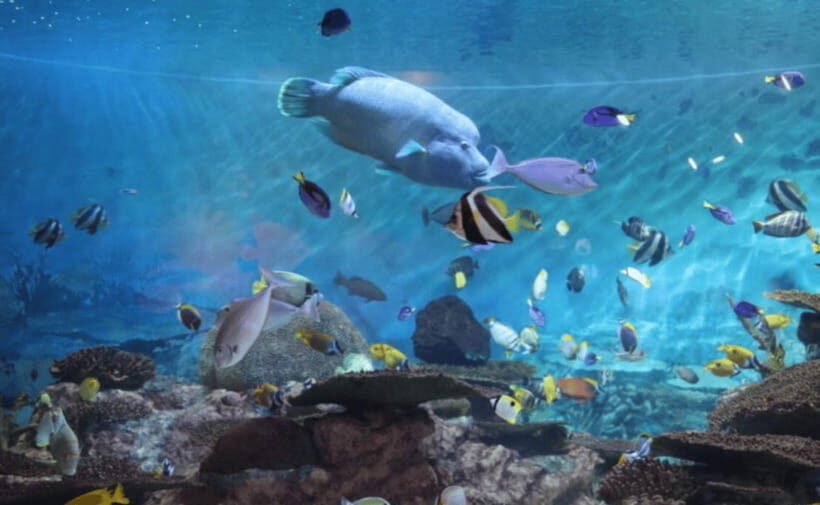 Coex Aquarium Entry Ticket - COEX Aquarium: 650 Species, 40,000 Creatures, and Serious Tank Count