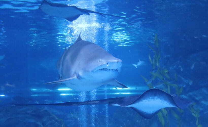 Coex Aquarium Entry Ticket - Shark tanks with 40+ species: what to expect beyond the headline