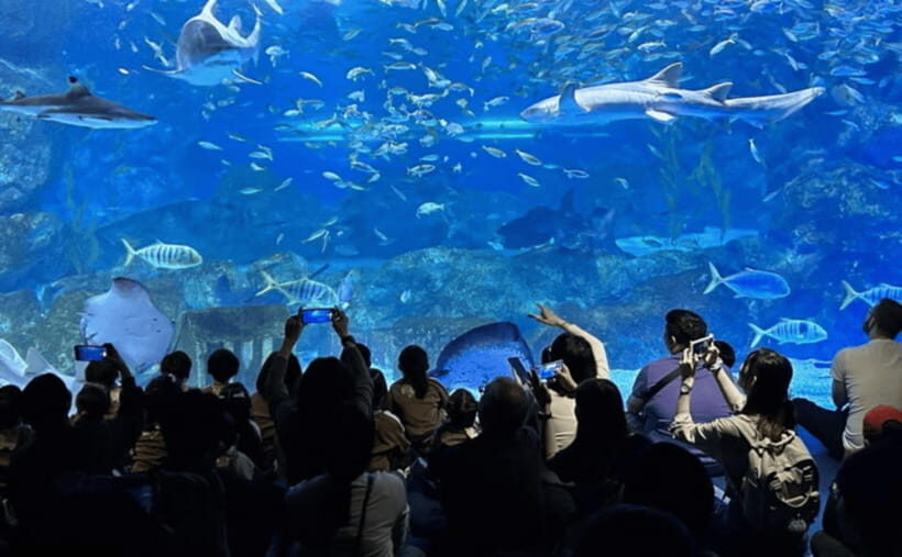 Coex Aquarium Entry Ticket - How the themed zones work: from Korean habitats to Andes and Amazon vibes