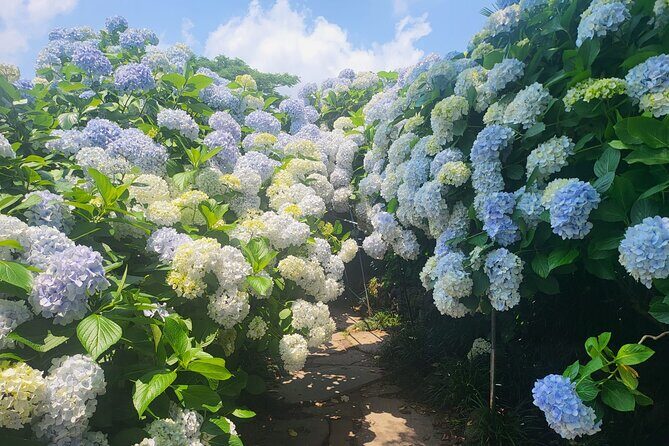 Customized private tour in Jeju island - Choosing East, West, or South Without Overplanning