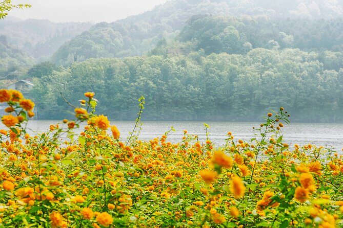 Day Trip to Nami Island with Rail bike and The Garden of Morning Calm - How the whole day flows: timing, pacing, and crowd reality