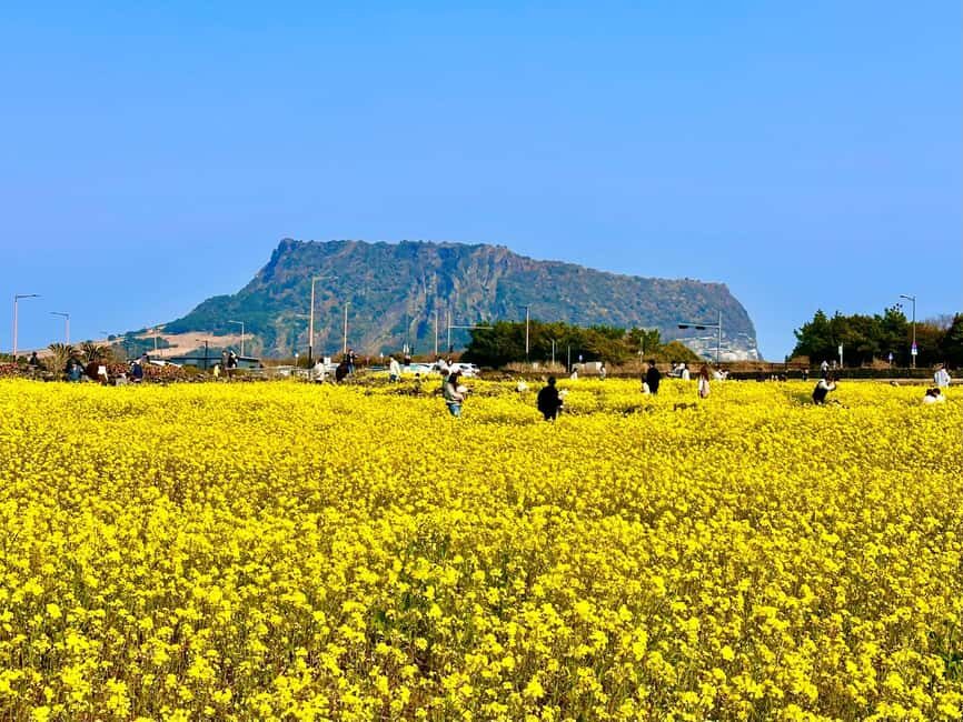 Eastern Jeju Healing UNESCO Small Group Day Tour - Pickup and Getting Oriented in Jeju City Downtown