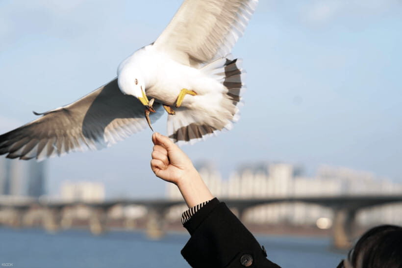 Eland Han River Cruise & Ashley Marine Buffet - Live music onboard: fun atmosphere, not a full performance marathon