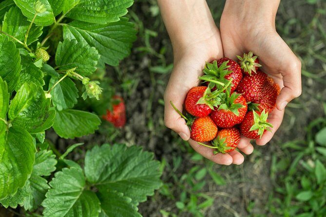 Eobi Valley(Winter), Strawberry, Nami Island & Railbike fr Seoul - A Full-Day Seoul Escape: What 12–13 Hours Really Means