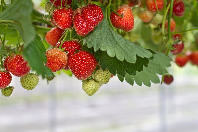 Eobi Valley(Winter), Strawberry, Nami Island & Railbike fr Seoul - Price and Value at About $82: What You’re Paying For