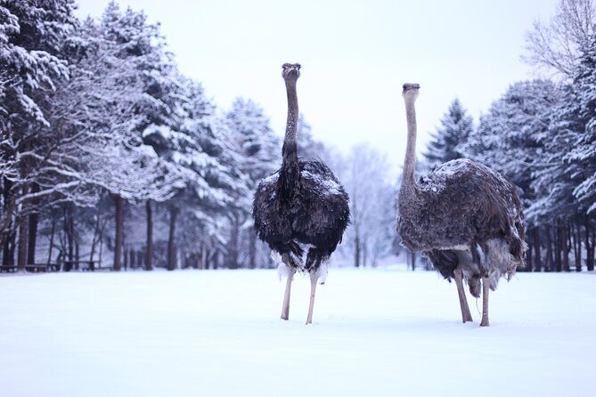 Eobi Valley(Winter), Strawberry, Nami Island & Railbike fr Seoul - Who This Tour Suits Best (and Who Should Rethink)