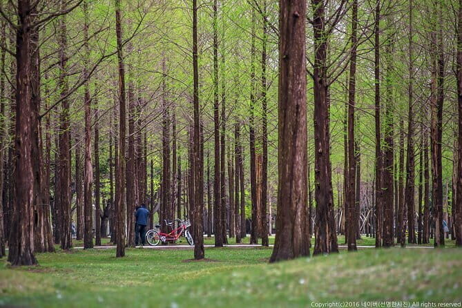 Eobi+Nami+Hanbok Tour with Rail Bike or Strawberry Option - Chuncheon to Nami Island: ferry included, less stress for your day
