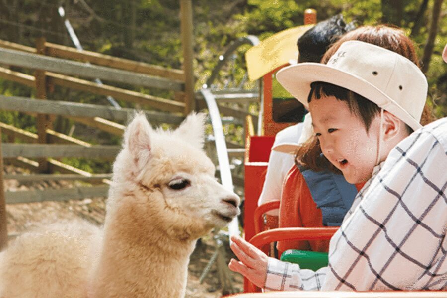 From Seoul: Full Day Trip to Alpaca Farm with Rail Bike - Price and value: what $59 really covers