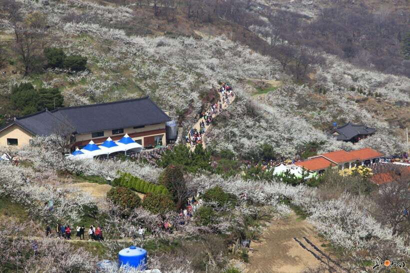 From Seoul: Korea Spring Cherry Blossom Day Tour - Key Things That Make This Tour Worth Your Time