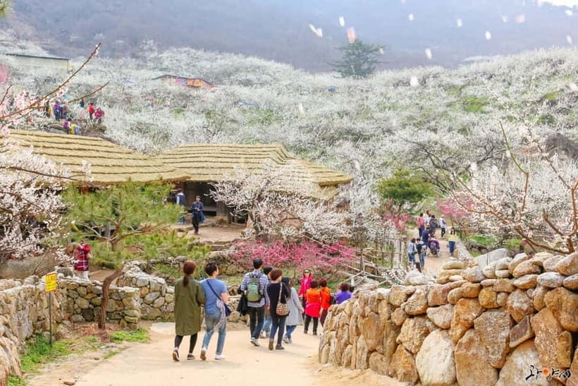 From Seoul: Korea Spring Cherry Blossom Day Tour - From Seoul To Gangwon: A Long Day With Smart Transfers