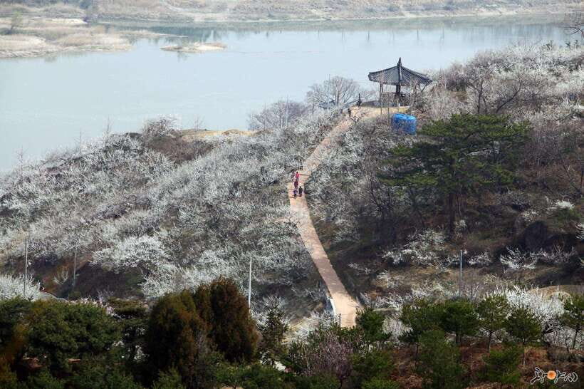 From Seoul: Korea Spring Cherry Blossom Day Tour - Donghaksa Temple Cherry Blossoms: Where Ancient Stone Gets a Pink Frame