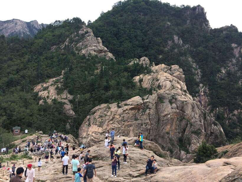 From Seoul: Korea Spring Cherry Blossom Day Tour - Price and Logistics: Is $66 Good Value?