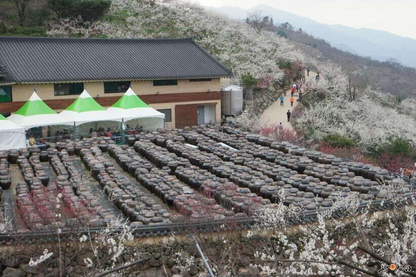 From Seoul: Korea Spring Cherry Blossom Day Tour - Gwangyang Maehwa Village: Plum Flowers Like Snow Over Seomjin River