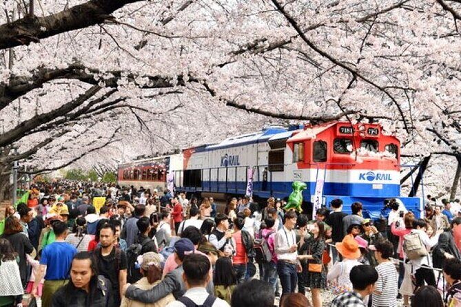 Full-Day Jinhae Cherry Blossom festival Private tour - Key reasons this tour works so well