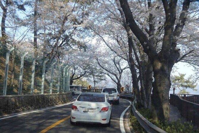 Full-Day Jinhae Cherry Blossom festival Private tour - Gyeonghwa Station Cherry Blossom Road: the first 2 hours that set the tone